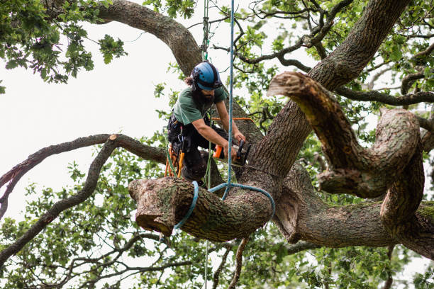 Best Hedge Trimming  in Cambridge City, IN