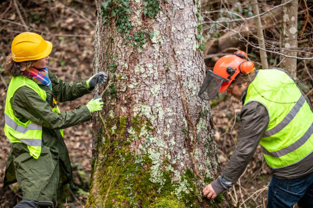 Best Tree and Shrub Care  in Cambridge City, IN