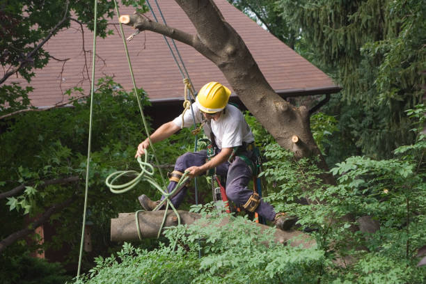 Best Tree Preservation Services  in Cambridge City, IN