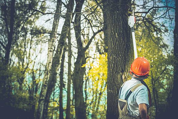 Best Tree Trimming and Pruning  in Cambridge City, IN